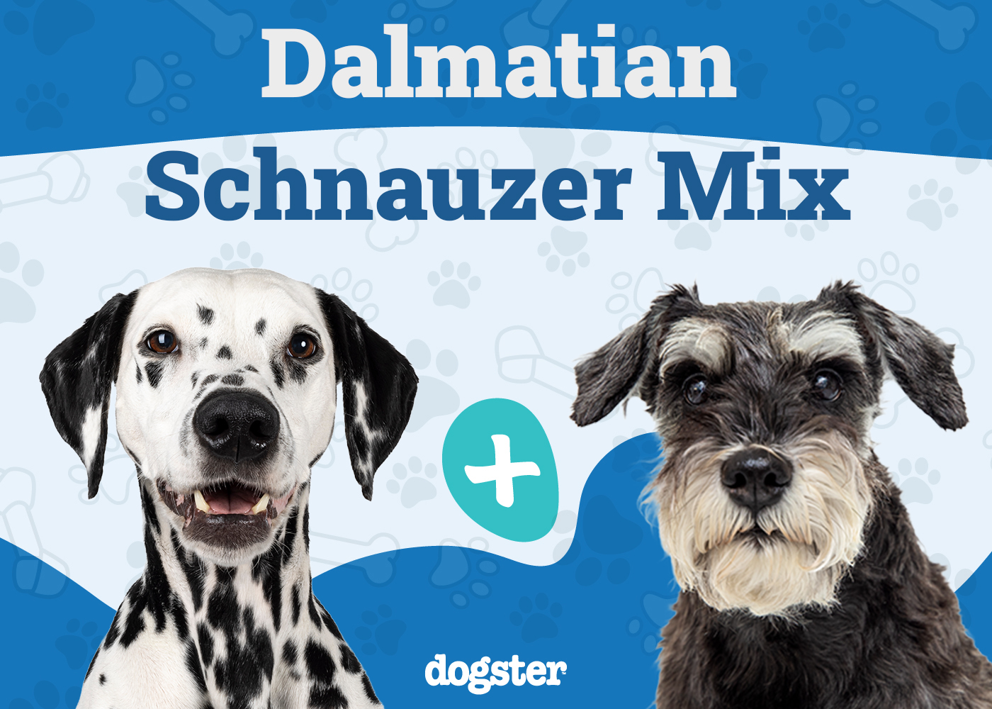 Dalmatian Schnauzer Mix