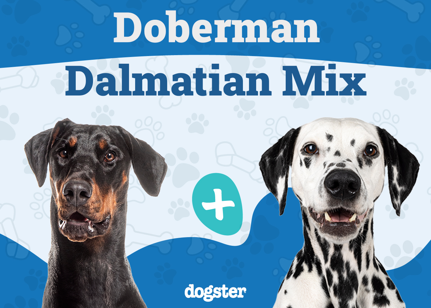 Doberman Dalmatian Mix