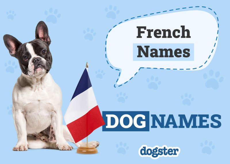 Dogster_French Names