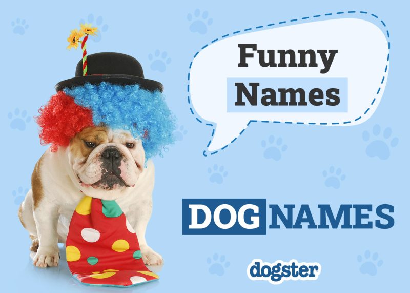 Dogster_Funny Names