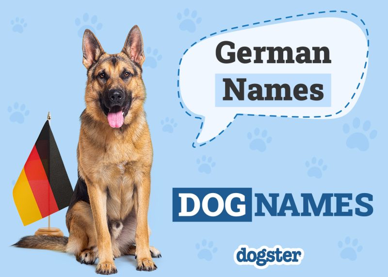 Dogster_German Names