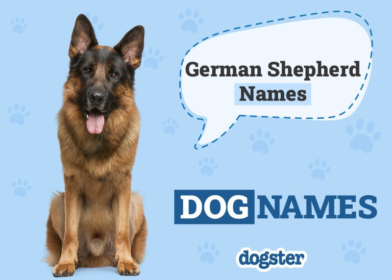 Dogster_German Shepherd Names