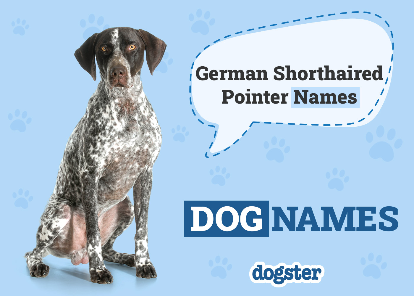 Dogster_German Shorthaired Pointer Names