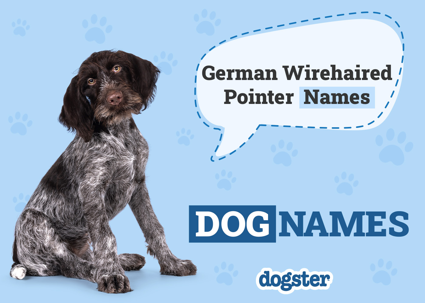 Dogster_German Wirehaired Pointer Names