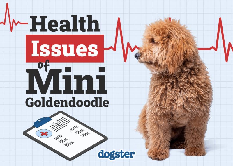 Dogster_Health Problems of Mini Goldendoodle