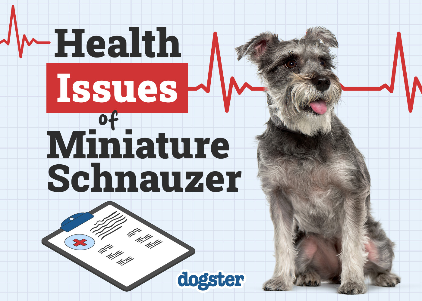Dogster_Health Problems of Miniature Schnauzer
