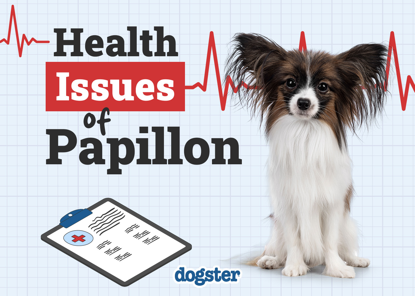 Dogster_Health Problems of Papillon