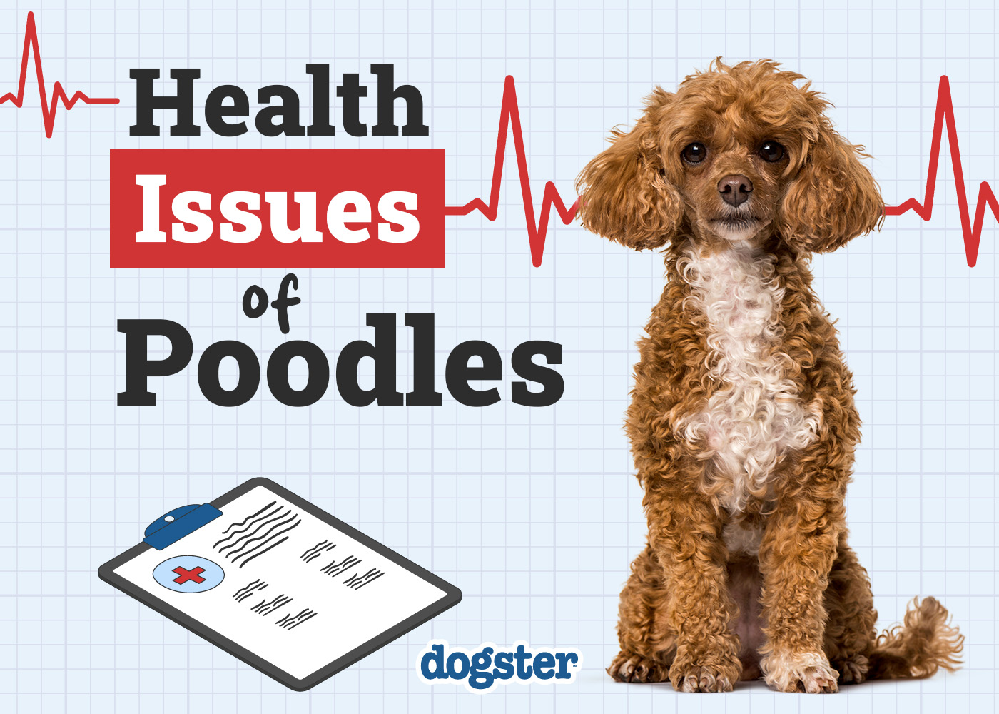 Dogster_Health Problems of Poodle