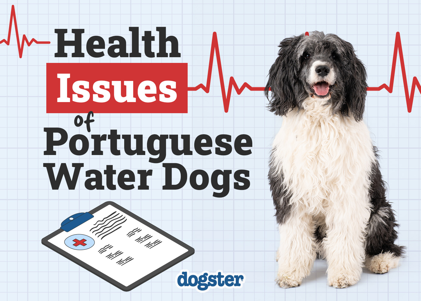 Dogster_Health Problems of Portuguese Water Dog