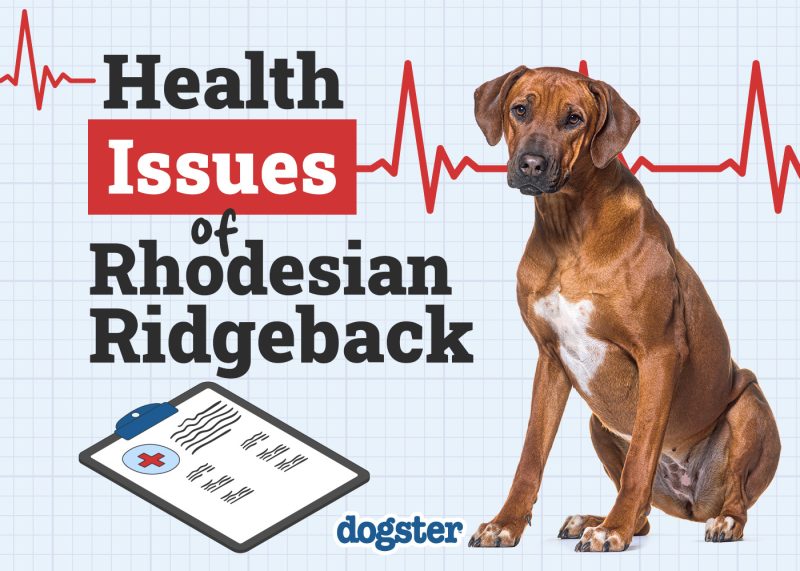 Dogster_Health Problems of Rhodesian Ridgeback