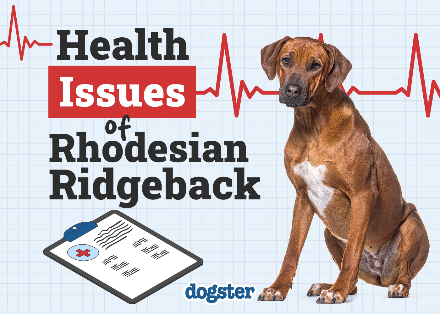 Dogster_Health Problems of Rhodesian Ridgeback