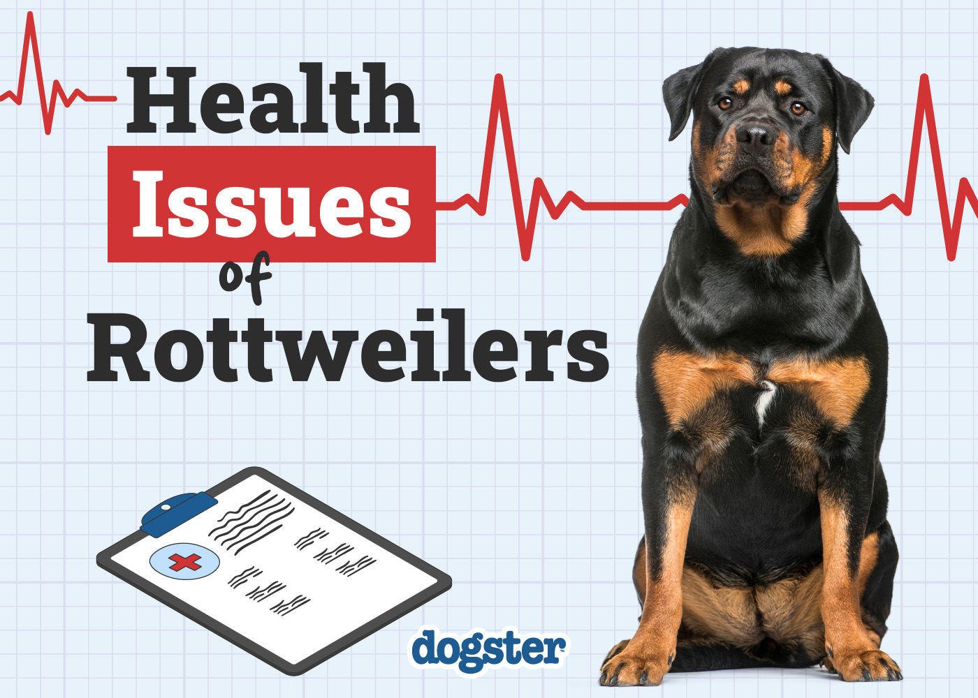 Dogster_Health Problems of Rottweilers