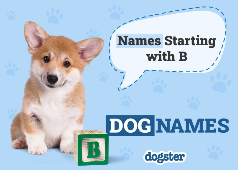 Dogster_Names Starting with B