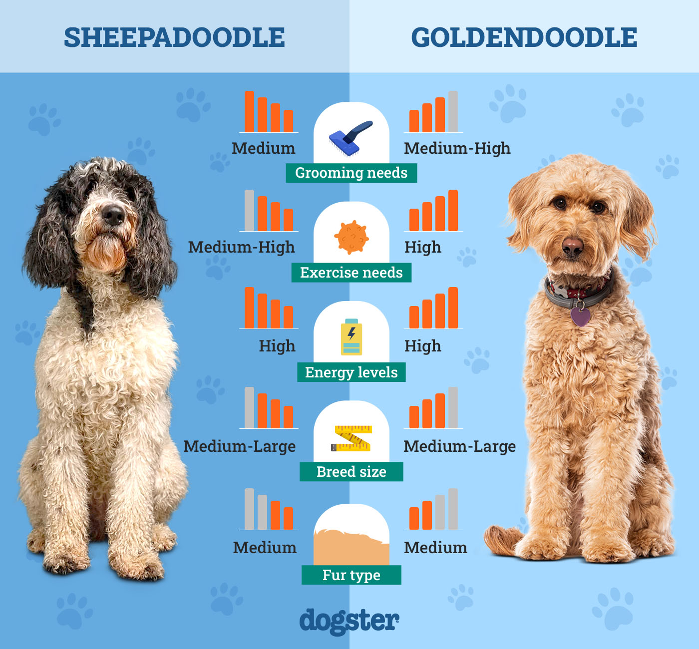 Dogster_Side by Side Comparison_Sheepadoodle vs Goldendoodle