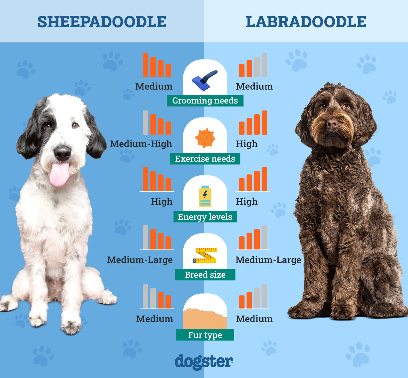 Dogster_Side by Side Comparison_Sheepadoodle vs Labradoodle