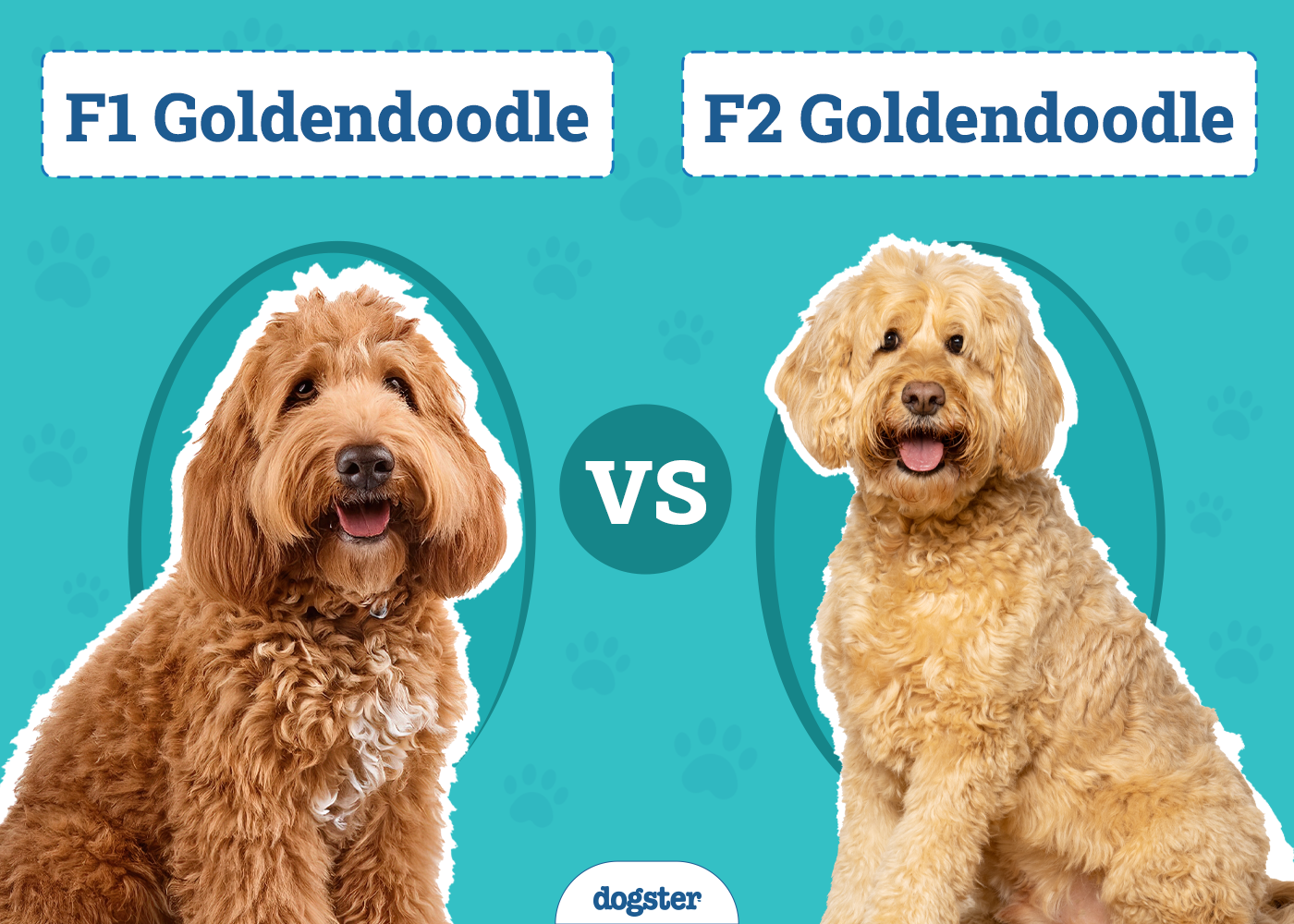 F1 vs. F2 Goldendoodle
