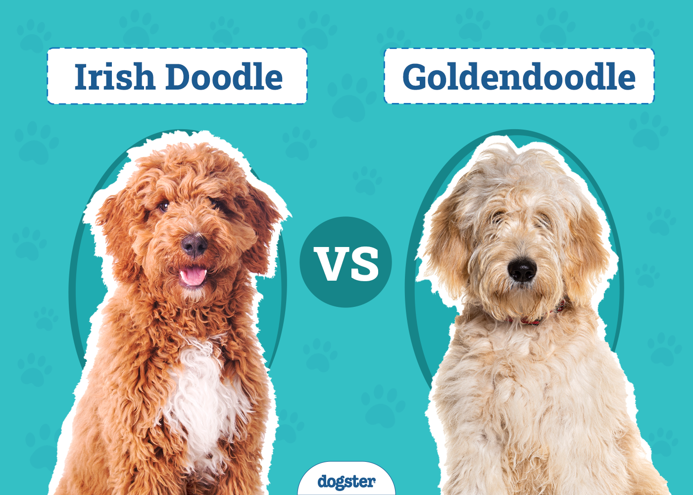 Irish Doodle vs Goldendoodle