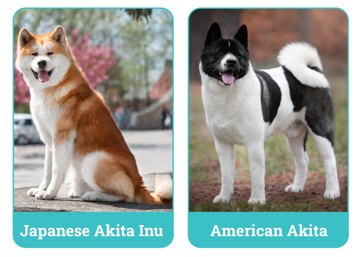 Japanese Akita Inu vs American Akita