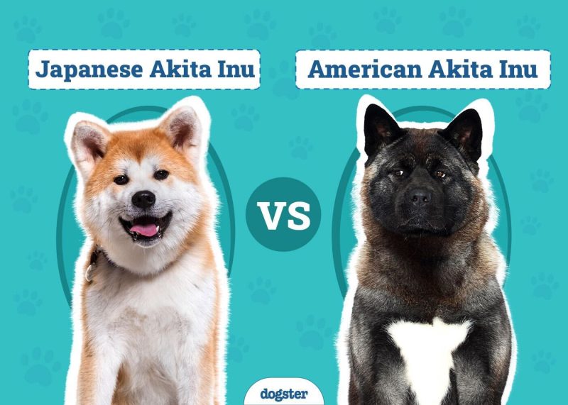 Japanese Akita Inu vs. American Akita