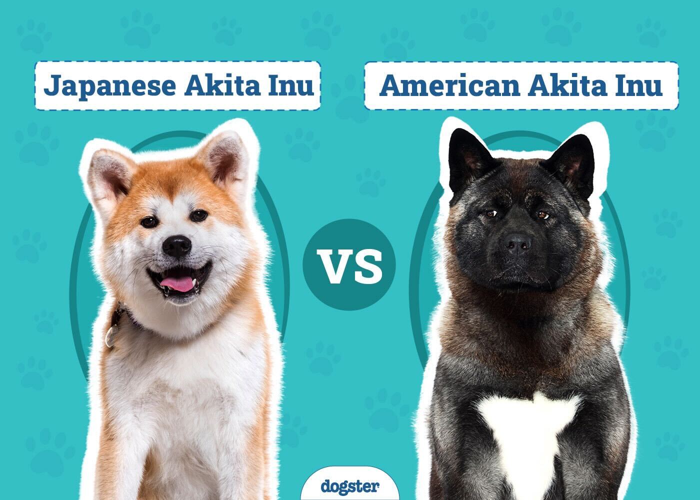 Japanese Akita Inu vs. American Akita