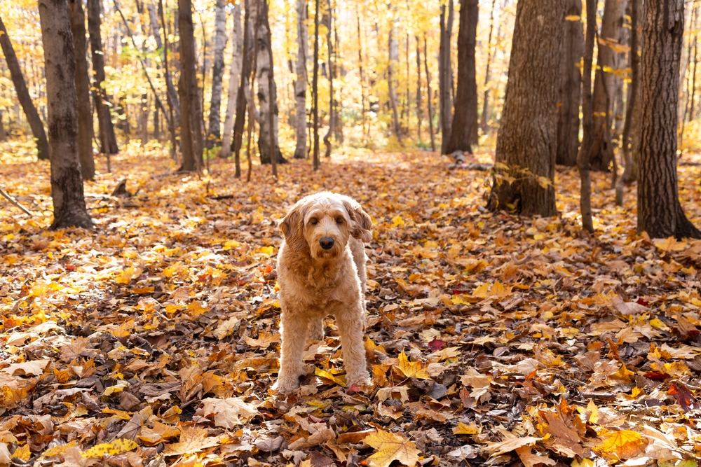 Medium-sized Goldendoodle in the woods