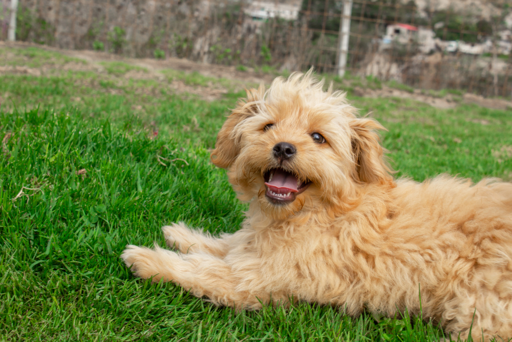 Mini-Goldendoodle-puppy-dog-​​walks-outdoors-on-a-green-lawn