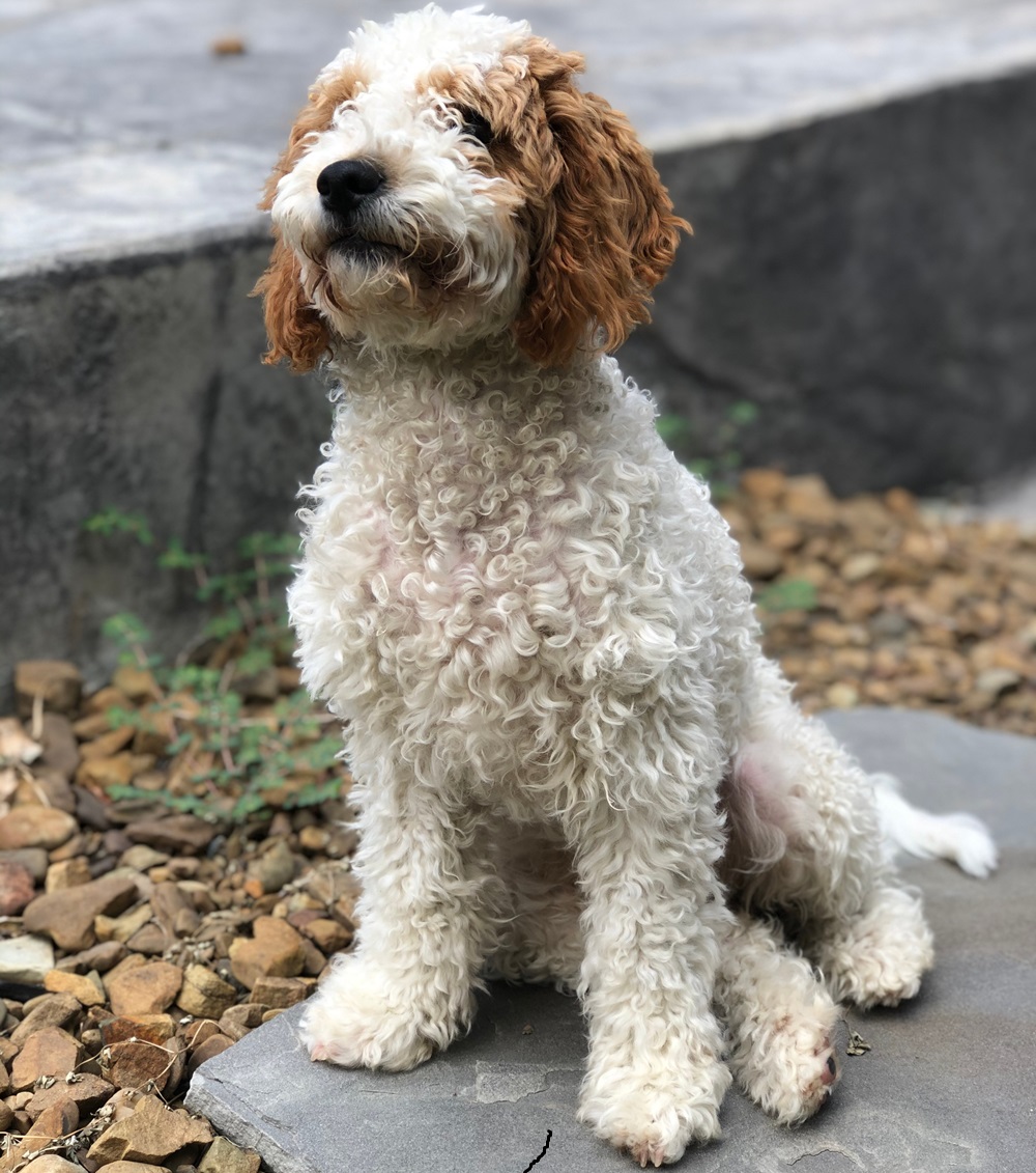 Mini-Goldendoodles-puppy-sitting-on-rocks