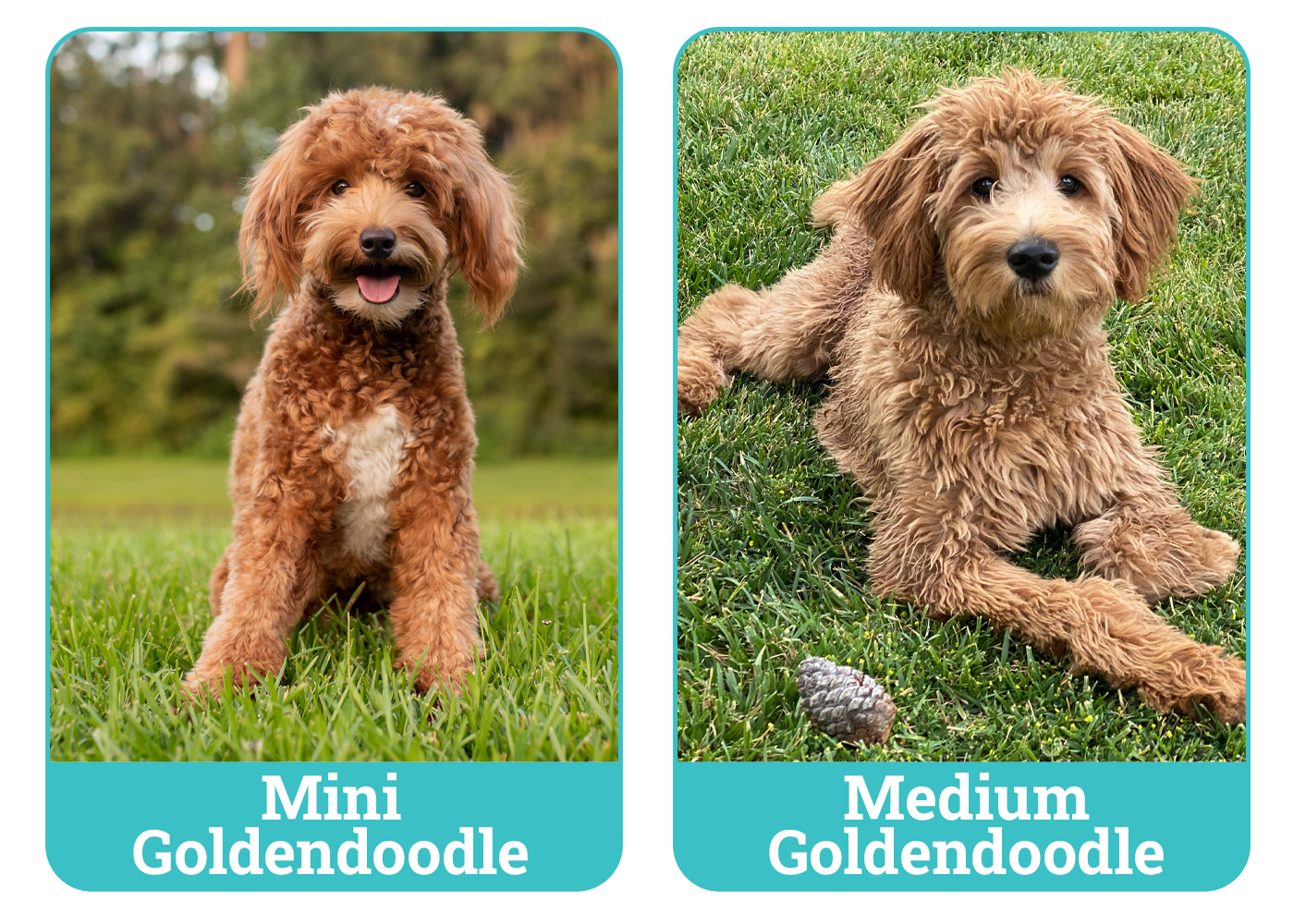 Mini vs Medium Goldendoodle