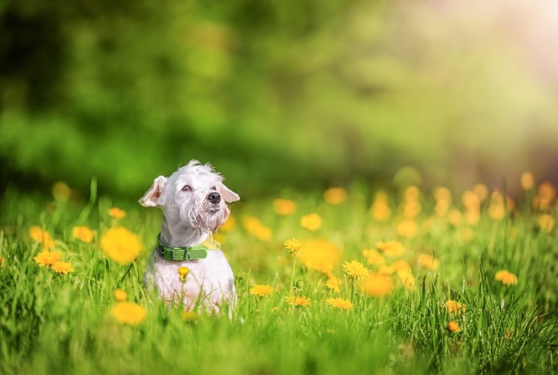 Miniature Schnauzer dog sitting