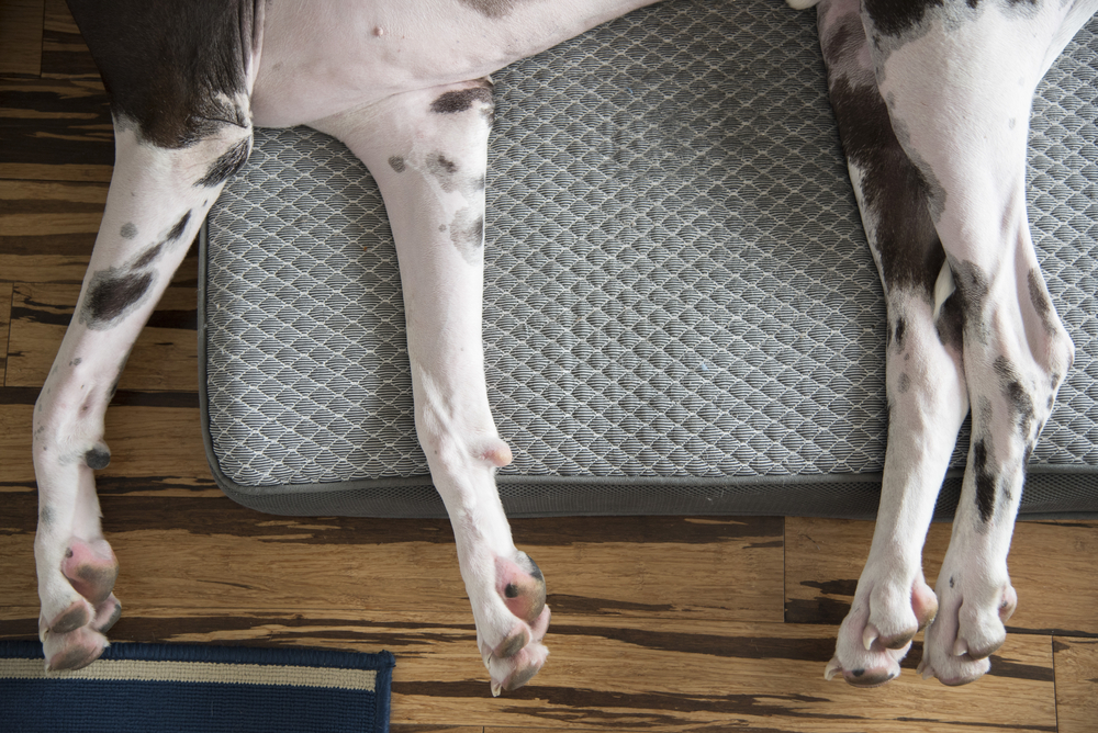 Overhead-view-of-harlequin-great-dane-dog-legs