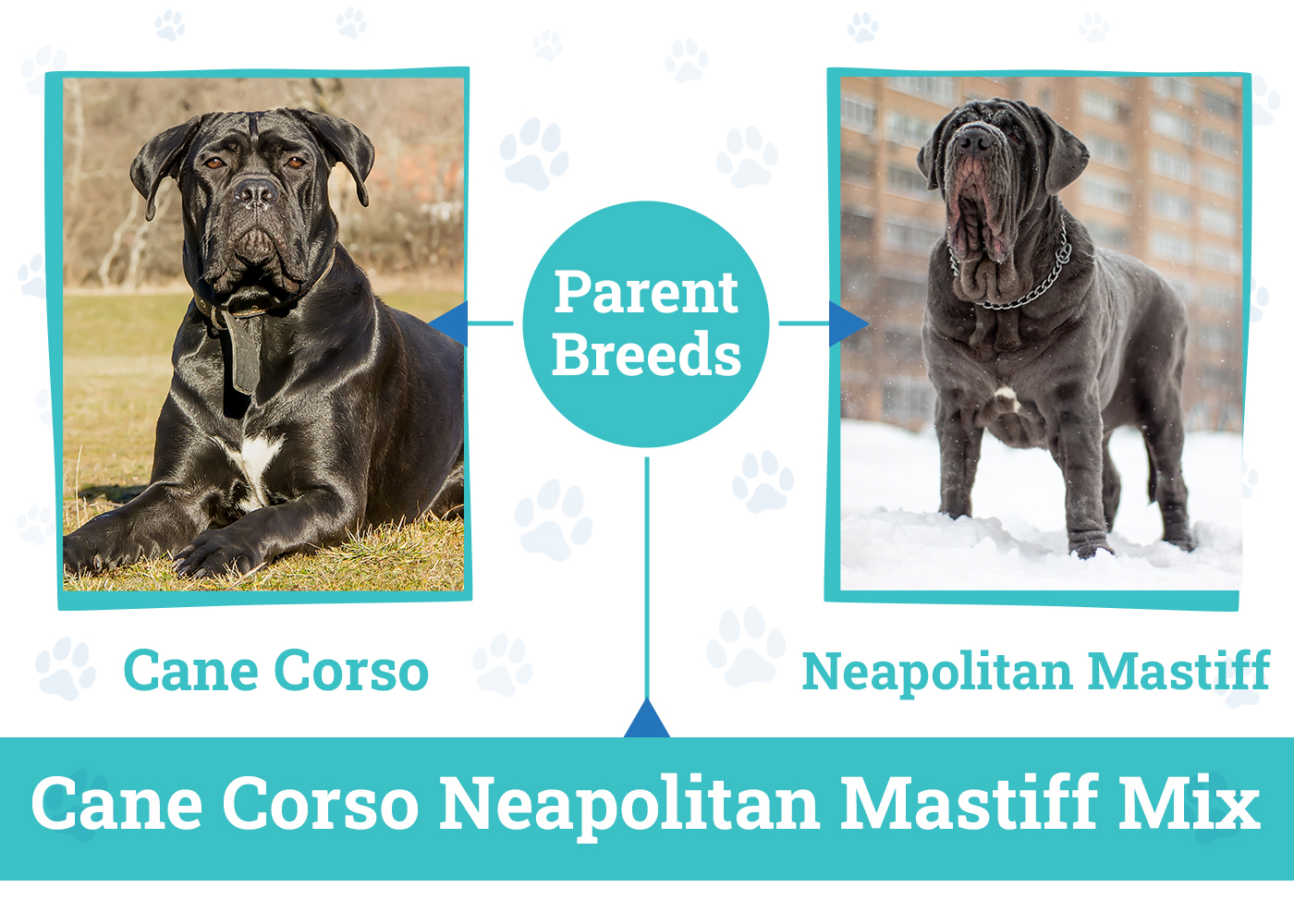 Parent Breeds of Cane Corso Neapolitan Mastiff Mix