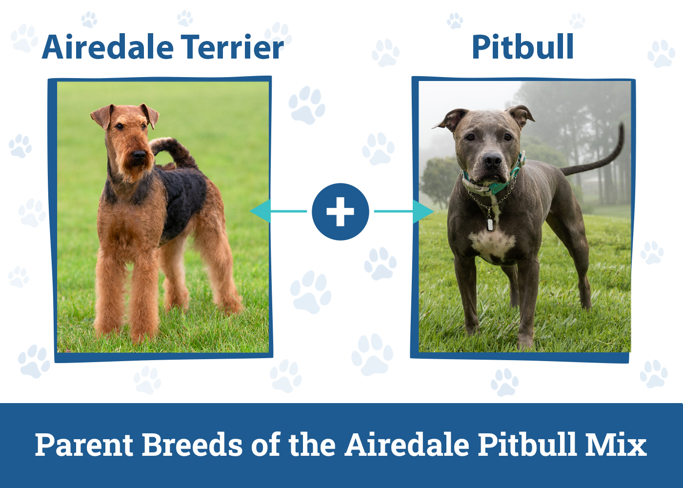 Parent Breeds of the Airedale Pitbull Mix