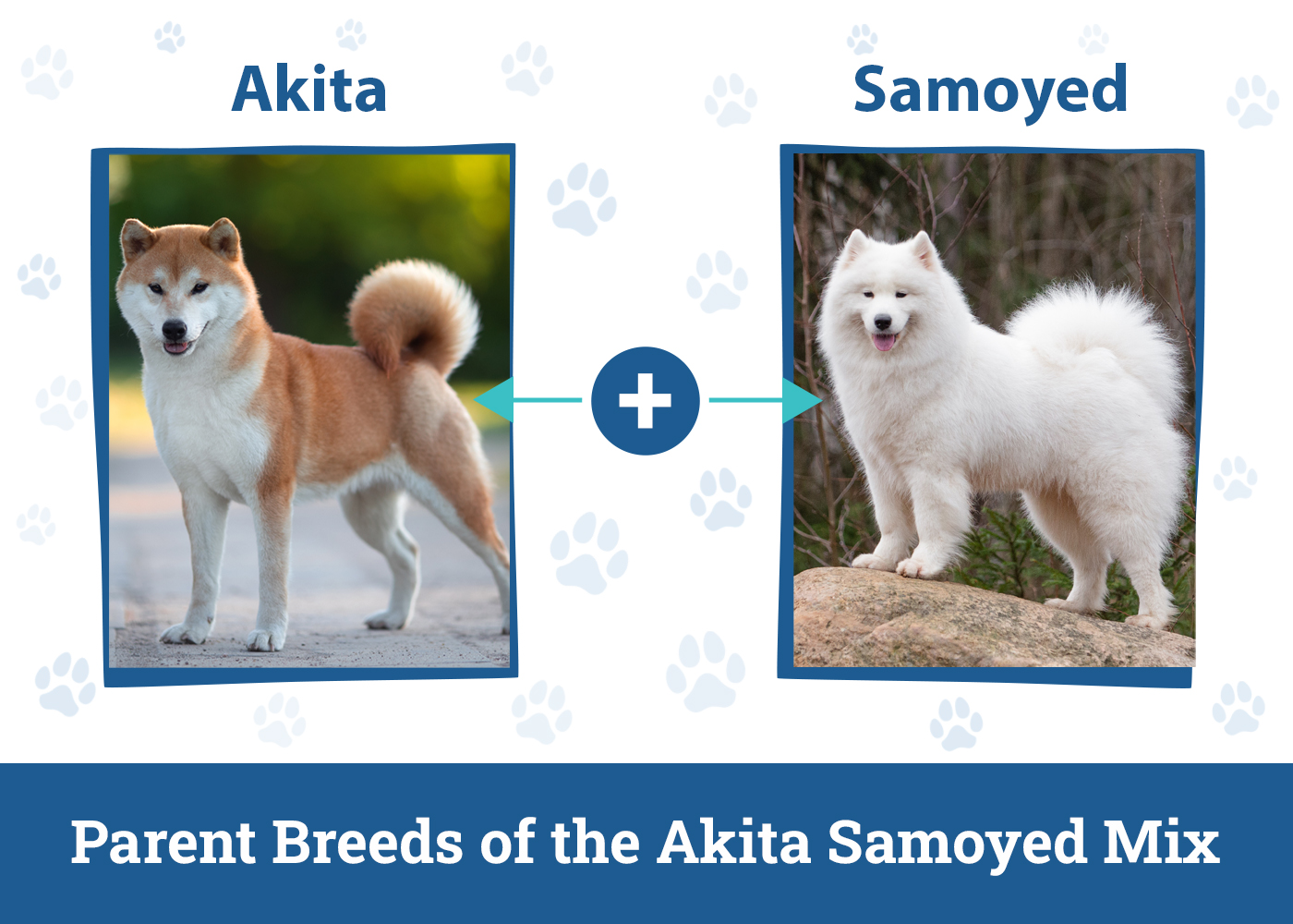 Parent Breeds of the Akita Samoyed Mix