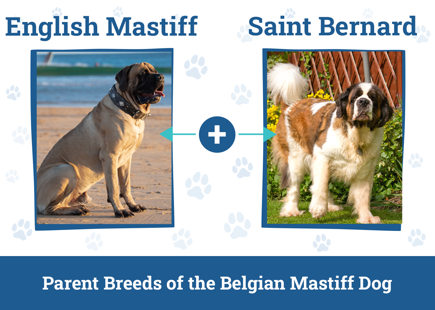 Parent Breeds of the Belgian Mastiff Dog