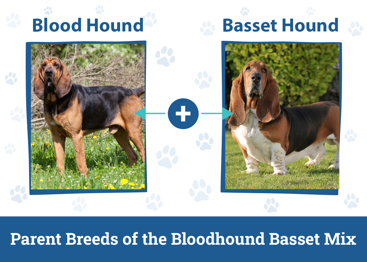Parent Breeds of the Bloodhound Basset Mix