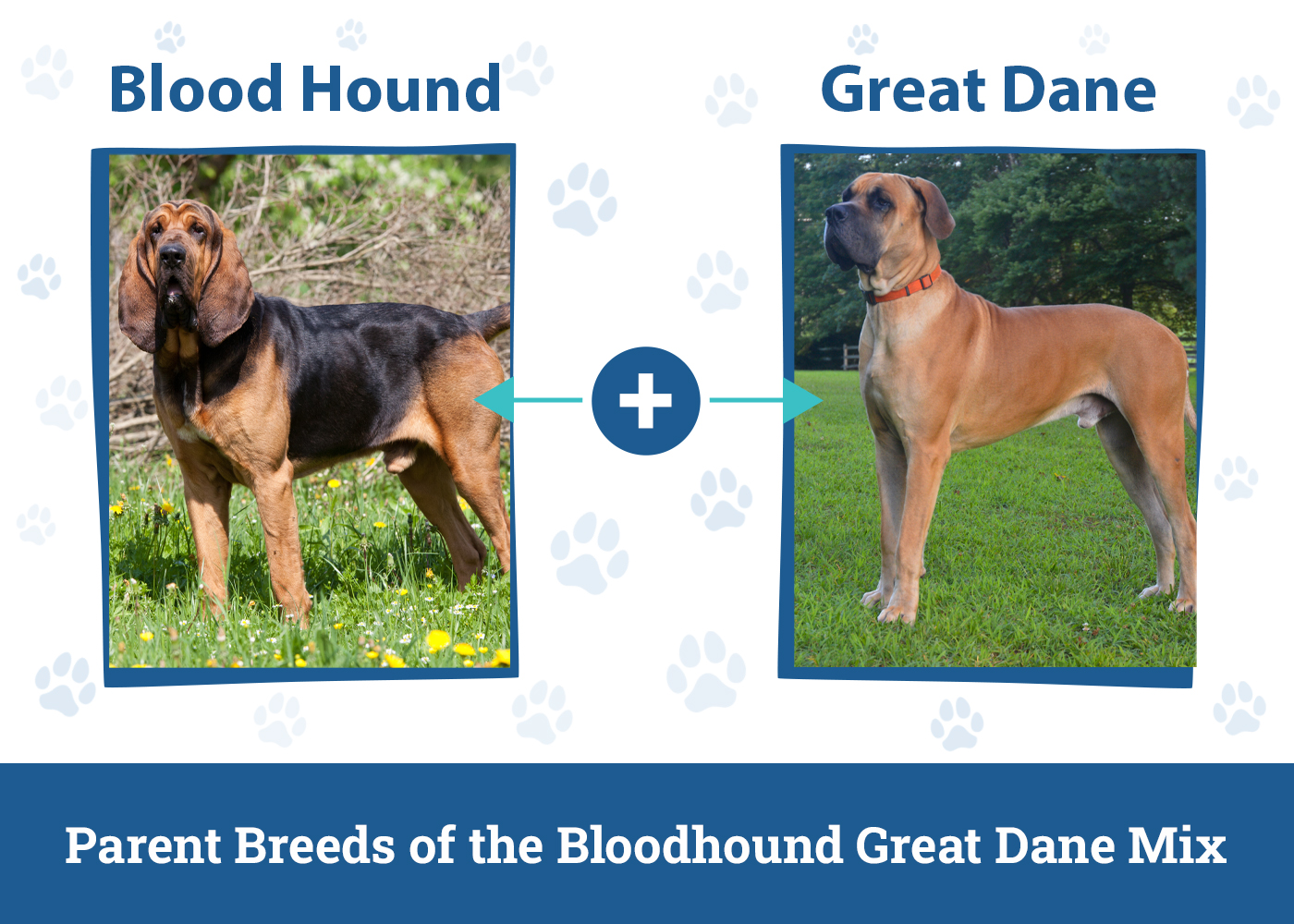 Parent Breeds of the Bloodhound Great Dane Mix