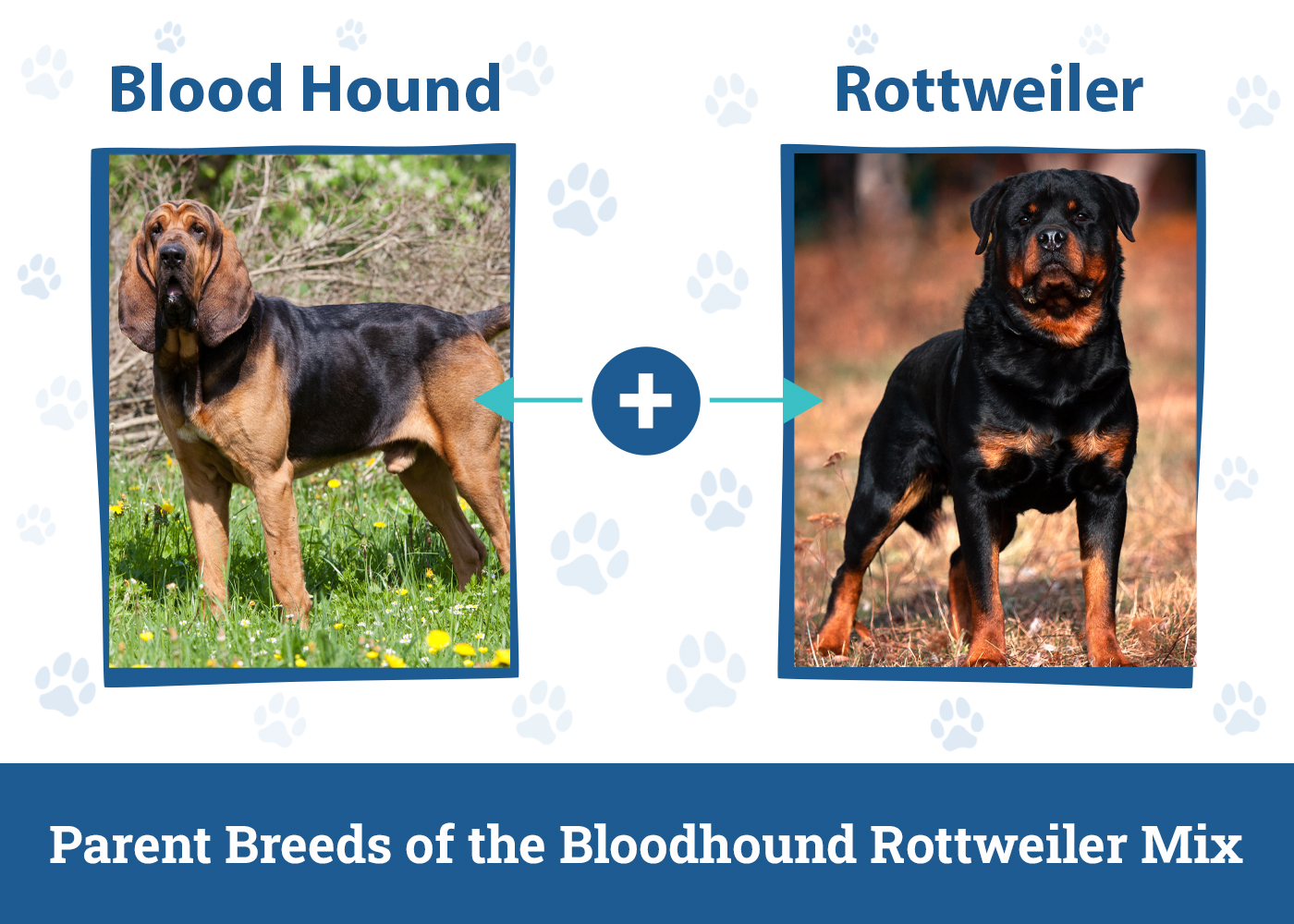 Parent Breeds of the Bloodhound Rottweiler Mix