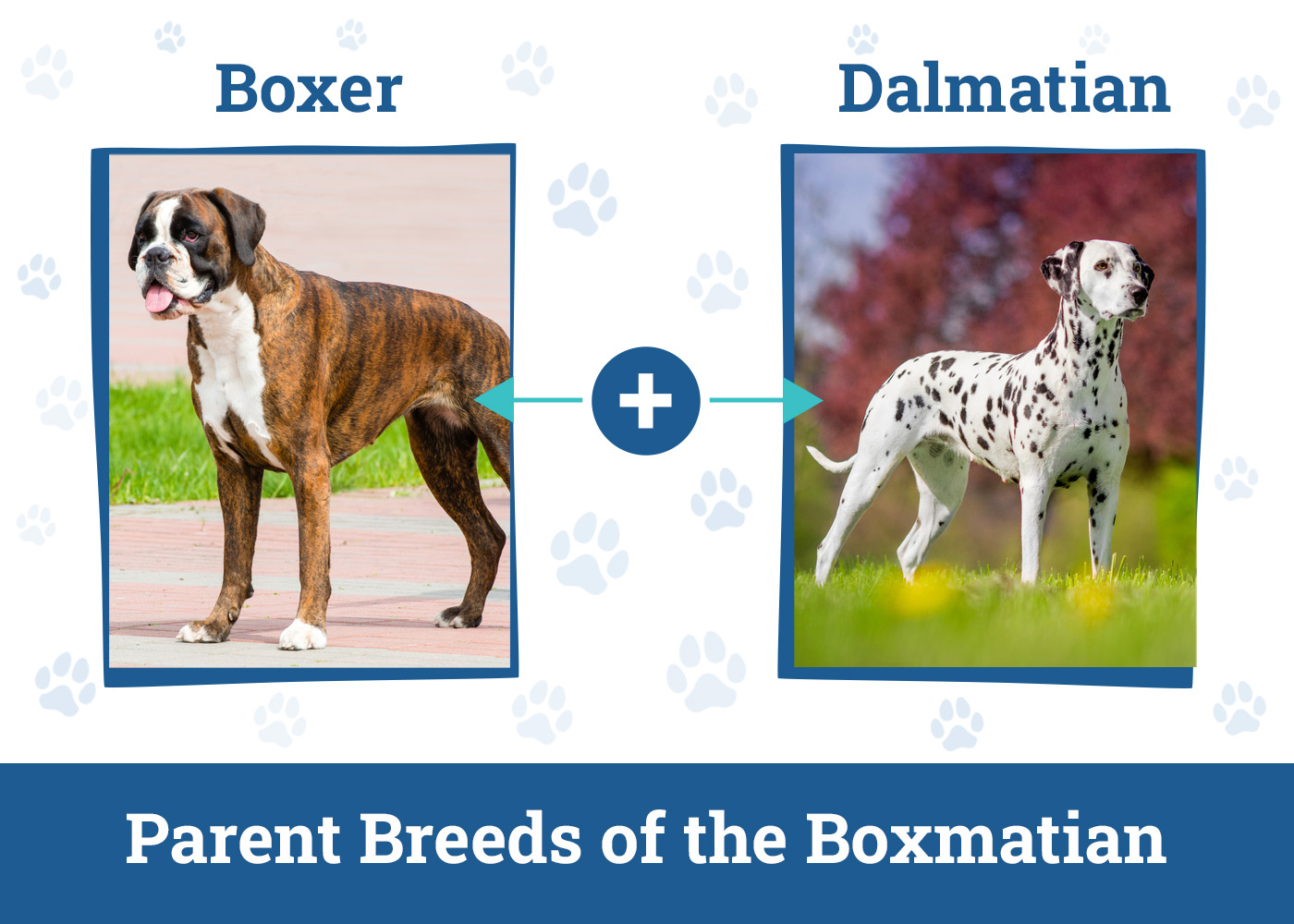 Parent Breeds of the Boxmatian