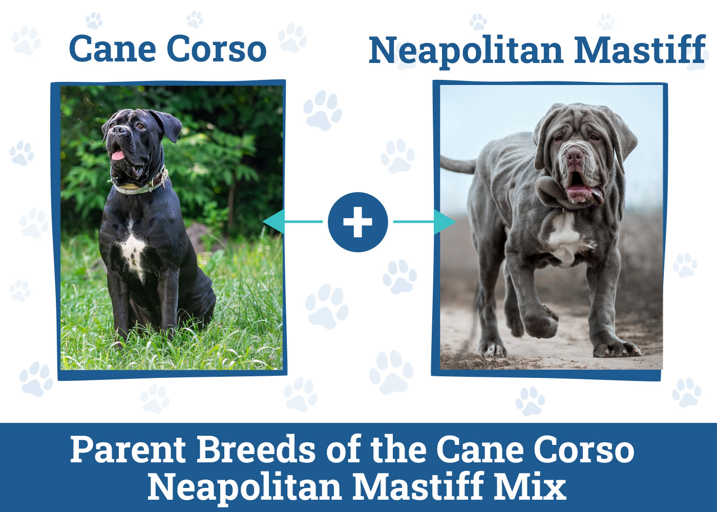 Parent Breeds of the Cane Corso Mastiff