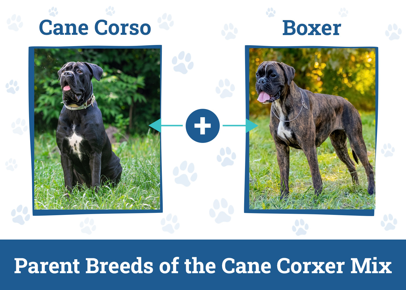 Parent Breeds of the Cane Corxer Mix