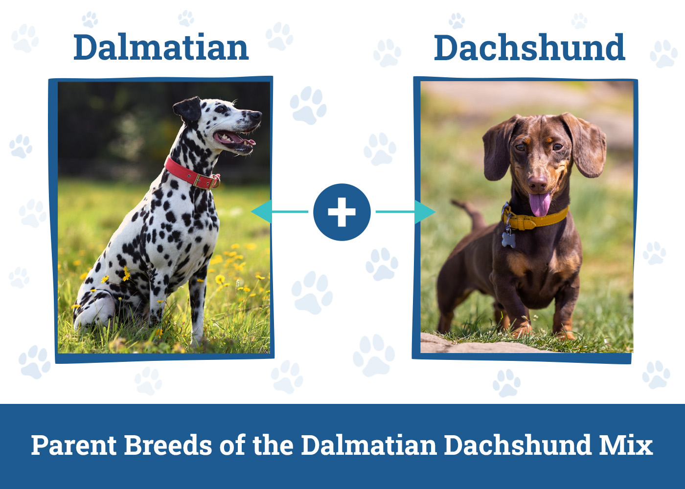 Parent Breeds of the Dalmatian Dachshund Mix