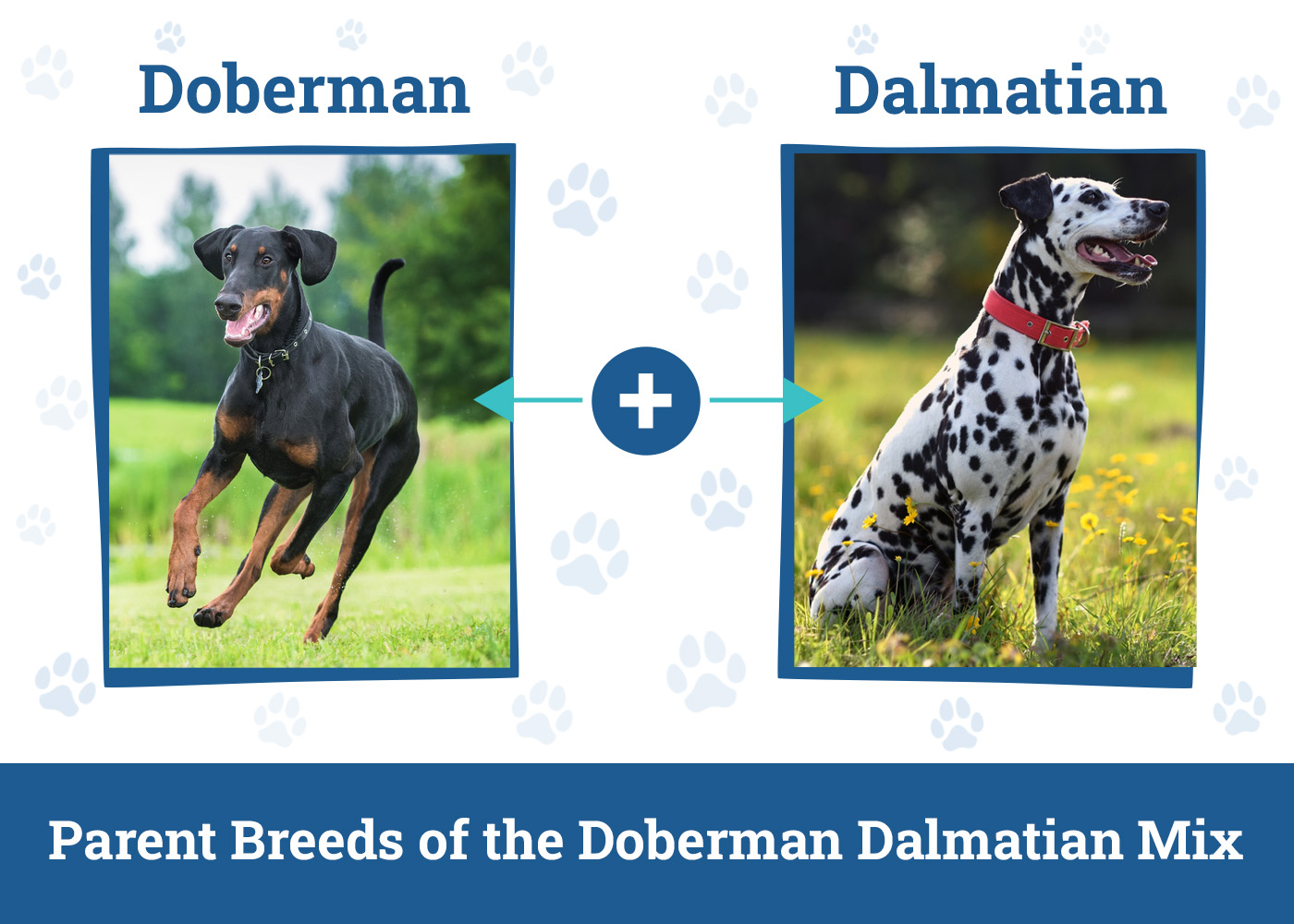 Parent Breeds of the Doberman Dalmatian Mix