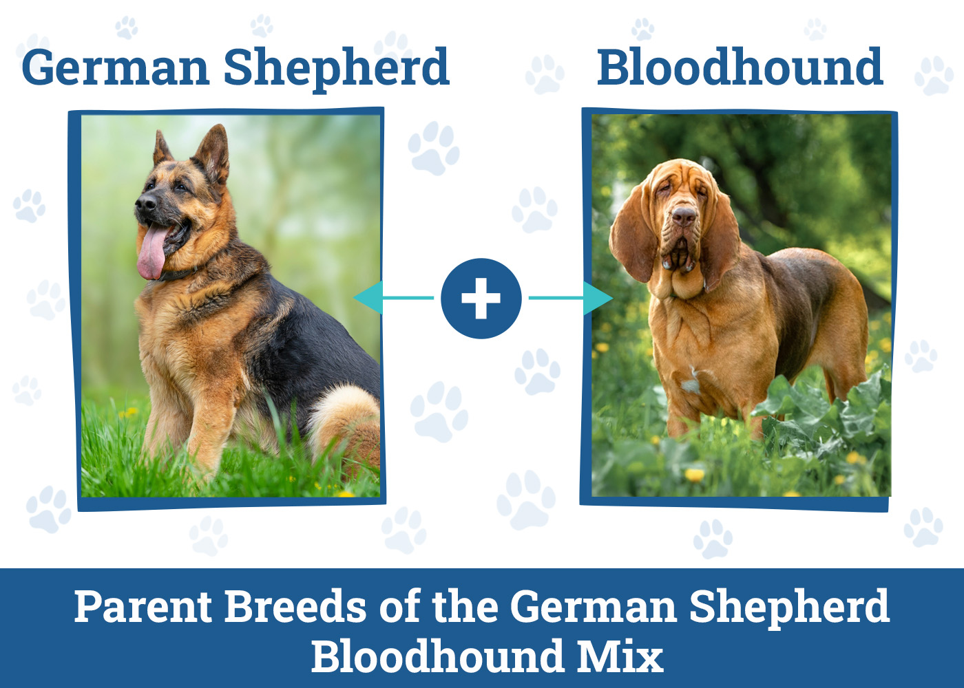 Parent Breeds of the German Shepherd Bloodhound