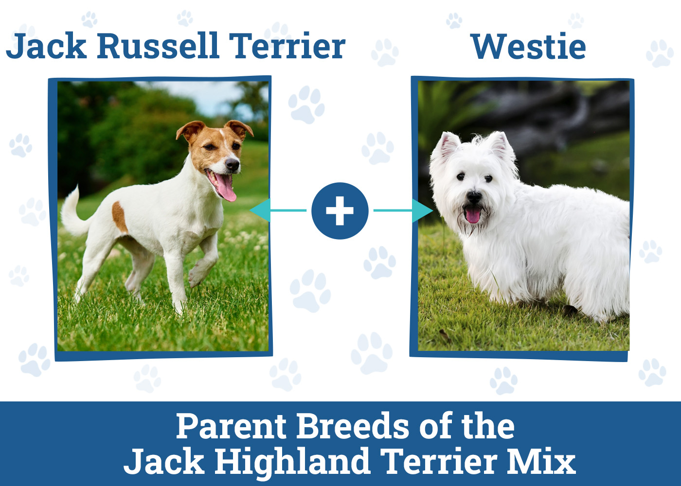 Parent Breeds of the Jack Highland Terrier Mix