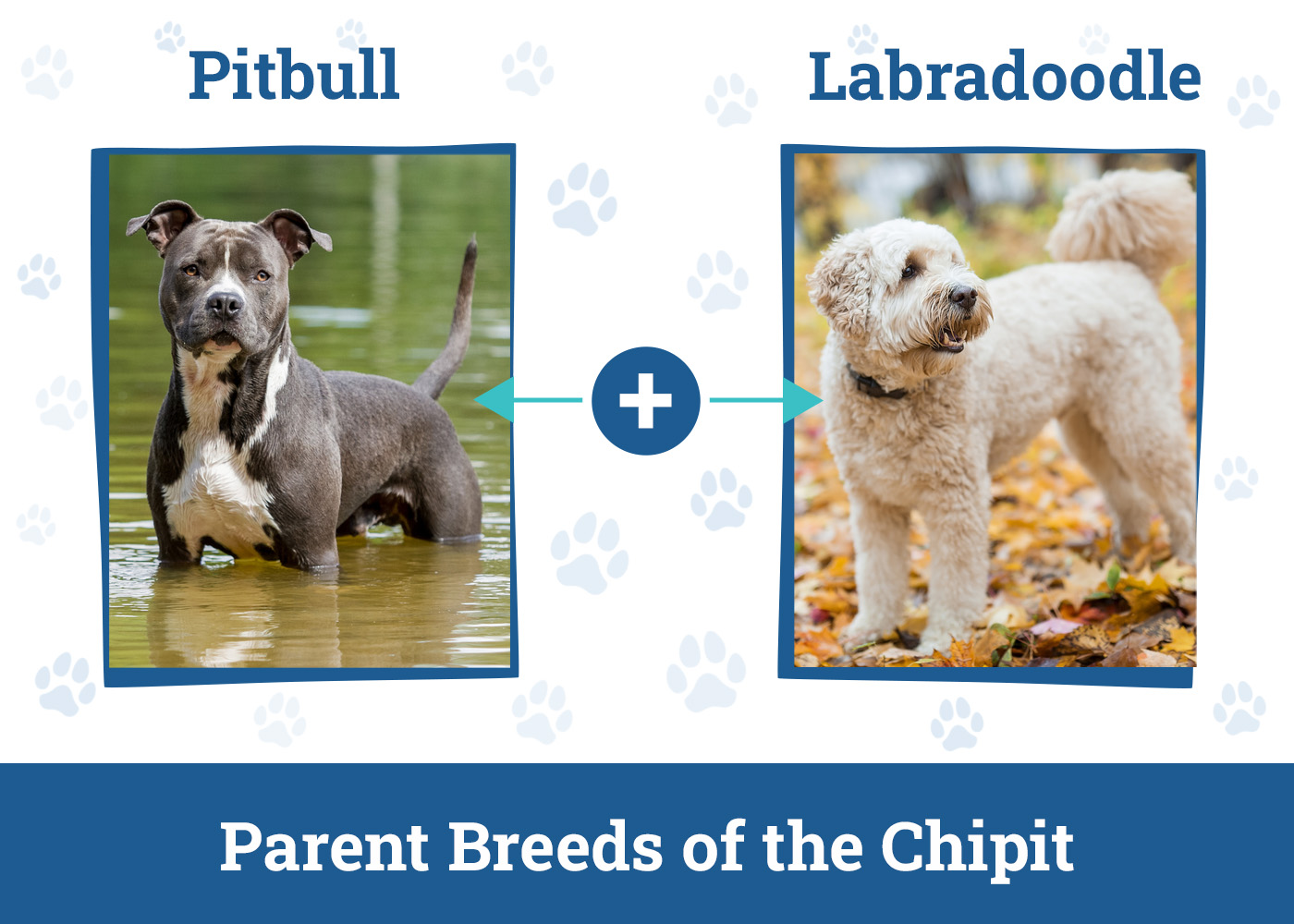 Pitbull Labradoodle Mix