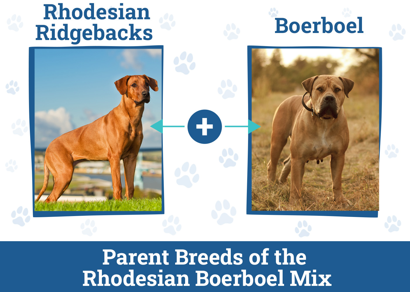 Parent Breeds of the Rhodesian Boerboel Mix