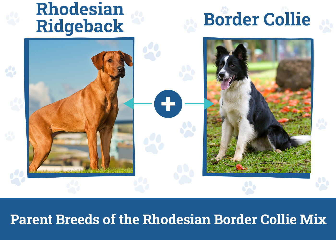 Parent Breeds of the Rhodesian Border Collie Mix