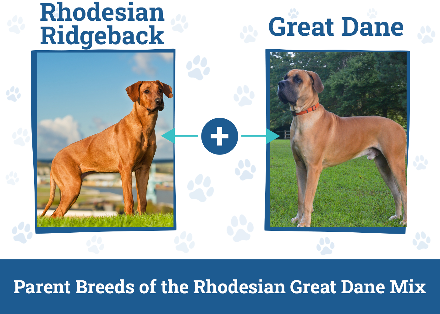 Parent Breeds of the Rhodesian Great Dane Mix