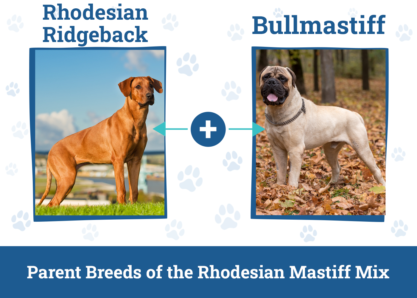 Parent Breeds of the Rhodesian Mastiff Mix