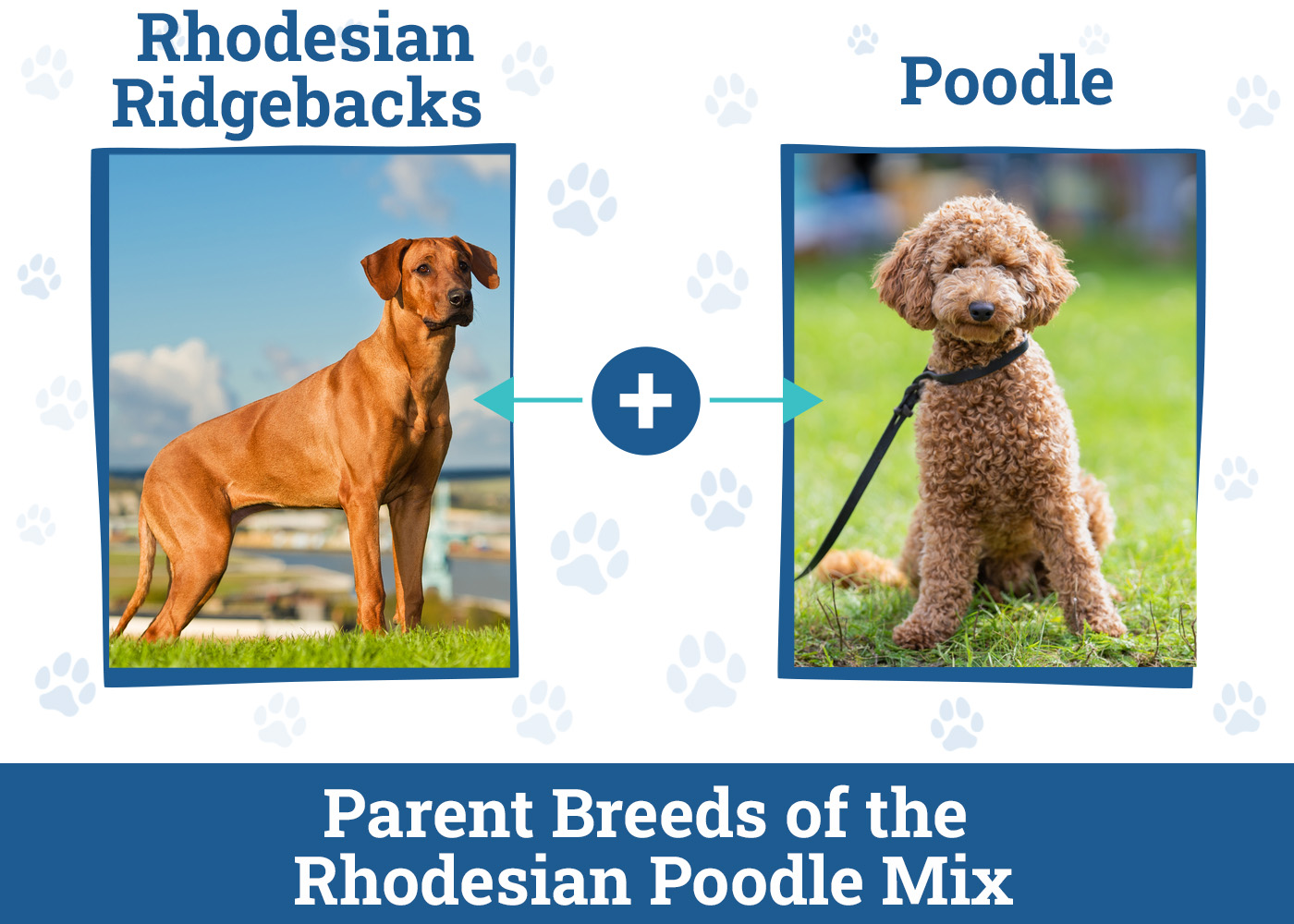 Rhodesian Poodle Mix